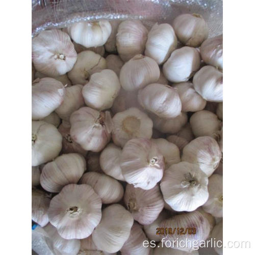 Venta caliente Normal White Garlic 2019